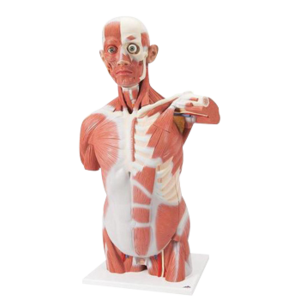 Muscular System Models