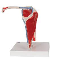 thumbnail image 2 of Buy Anatoy Odel, Shoulder Joint Uscles Odel - Educational Odel 2 of 13